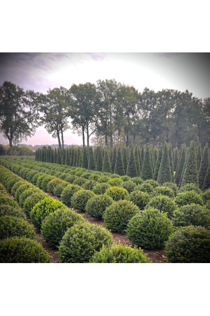 Тис ягідний Топіар Куля купити